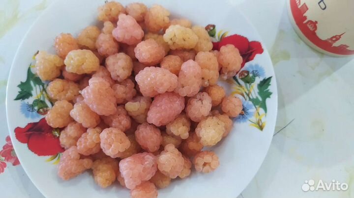 Саженцы желтой малины