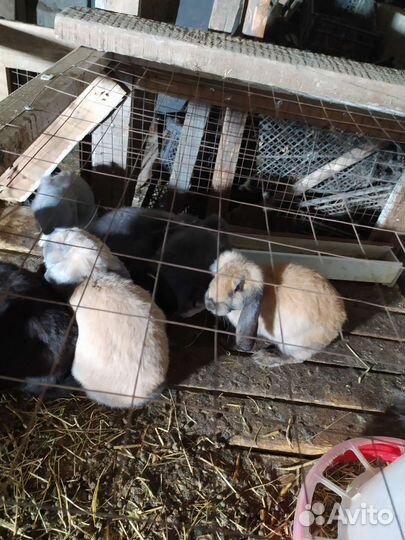 Кролики породы французский баран