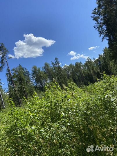 Черника лесная