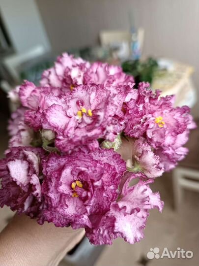 Укорененные черенки в стаканчиках