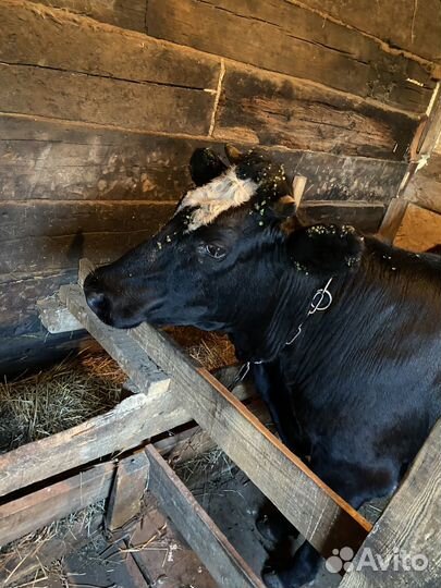 Телка стельная