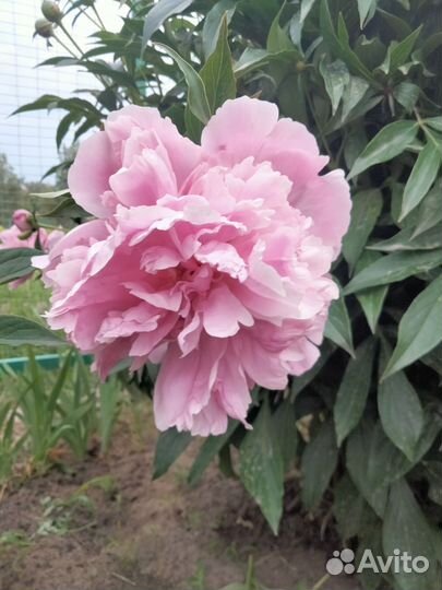 Пионы саженцы
