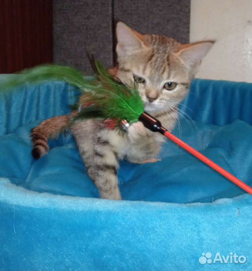 В добрые руки