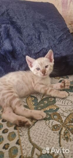 Снежные барсы