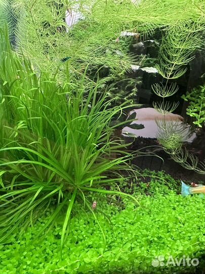 Аквариумные креветки Кристалл, растения