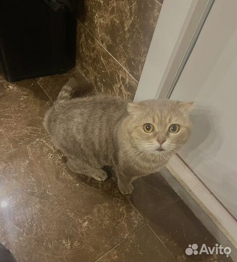 Шотландский вислоухий кот