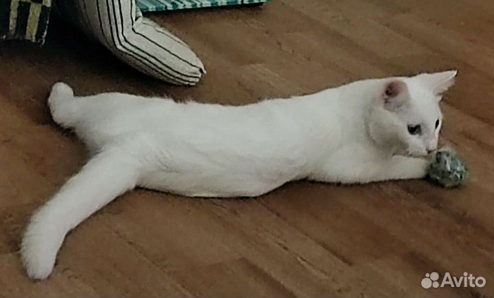 Кошка в дар