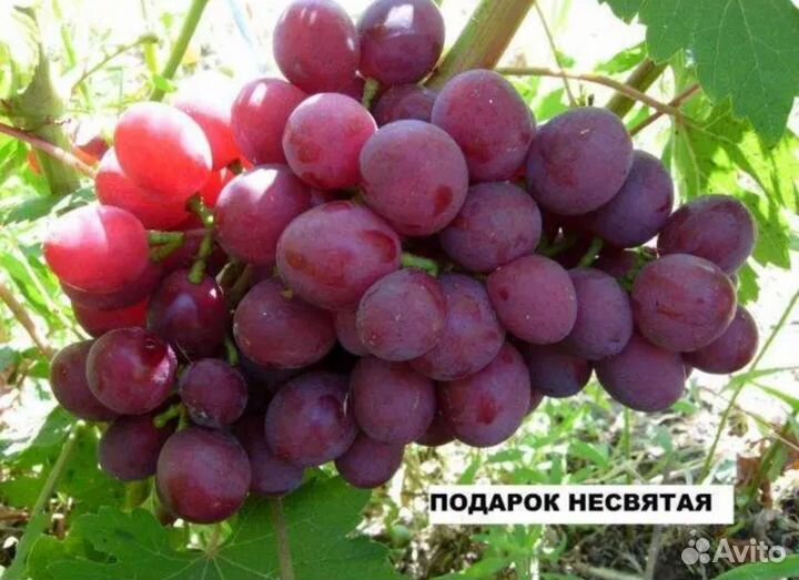 Черенки винограда