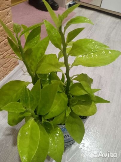 Педилантус