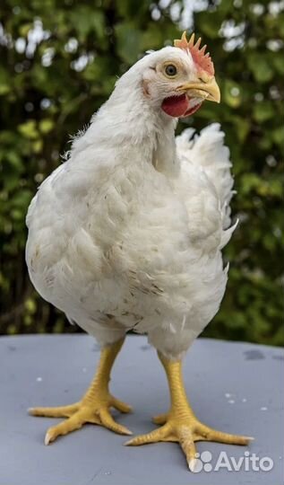 Куры несушки 8 штук