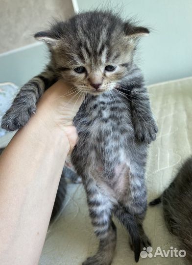 Кошки в добрые руки бесплатно