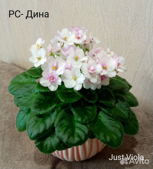 Сортовые фиалки