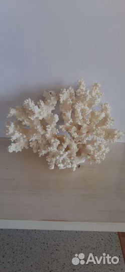 Натуральный коралл