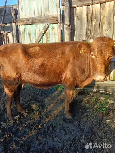 Корова дойная