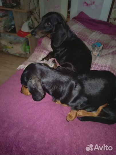 Щенок карликовой таксы