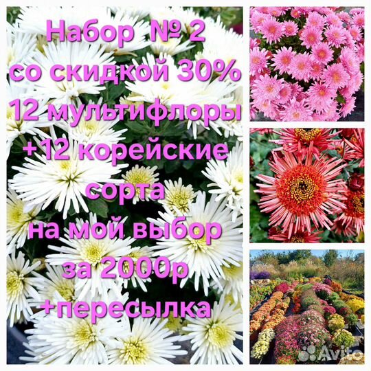 Черенки хризантемы набором