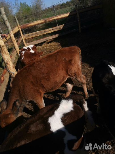 Джерсейская телочка