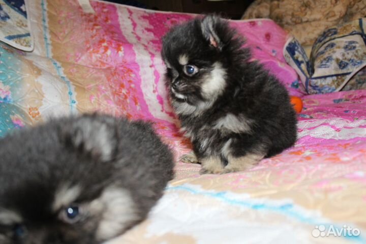 Крошечное счастье