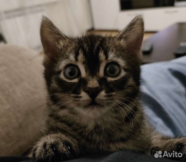 Отдам бесплатно