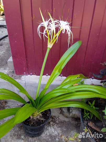 Гименокаллис