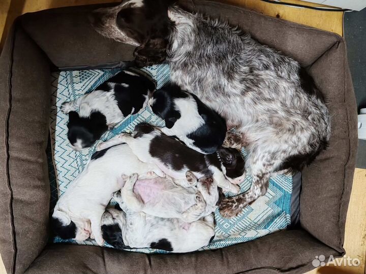 Щенки Русского охотничего спаниеля