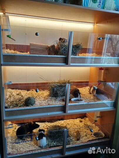 Передержка (зоо -отель) для морских свинок