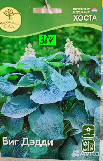 Хоста растение