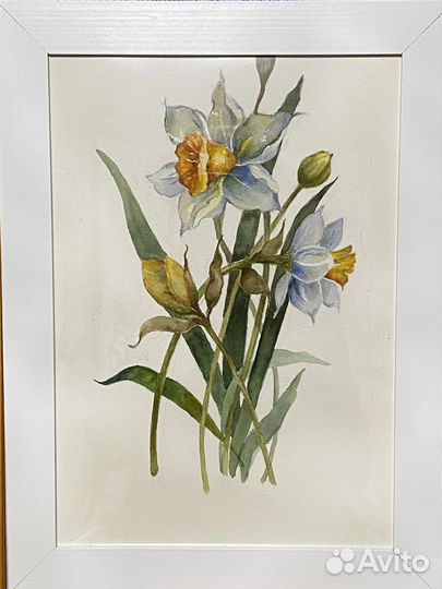 Картина акварель Нарциссы