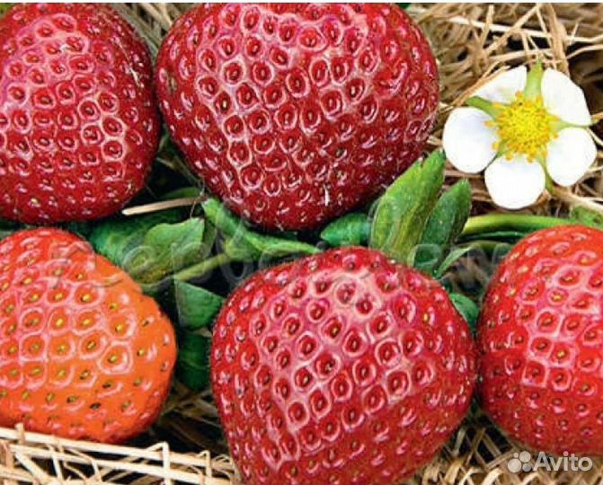 Рассада клубники