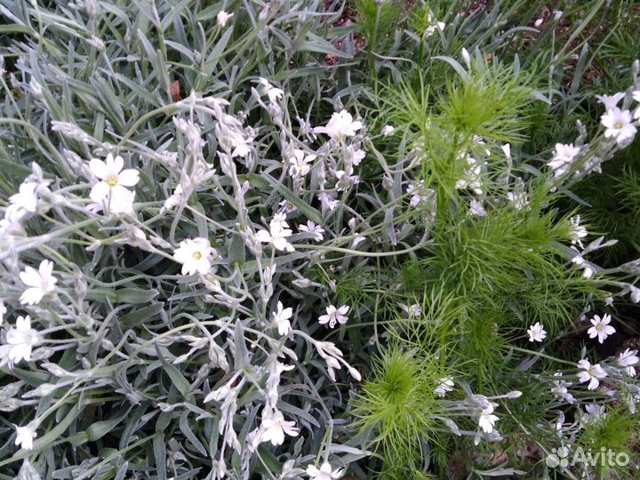 Многолетние растения для сада