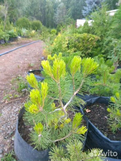 Сосна горная