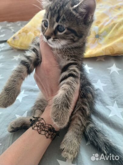 Котенок бесплатно