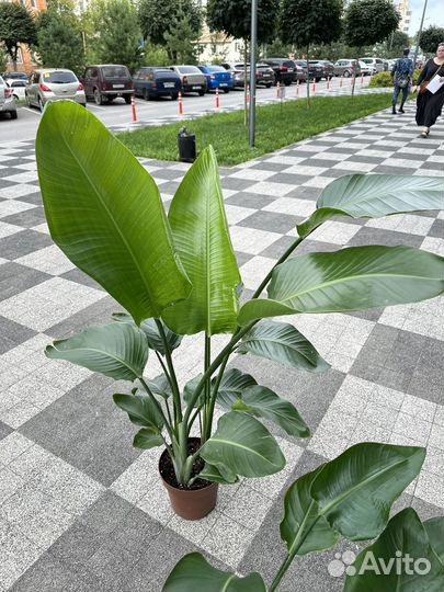 Стрелиция Николая