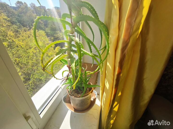 Алоэ лечебный