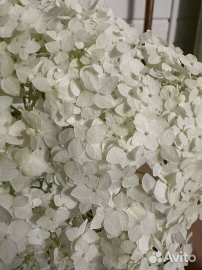 Гортензия на срез