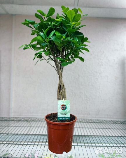 Фикус косичка маленькие и большие