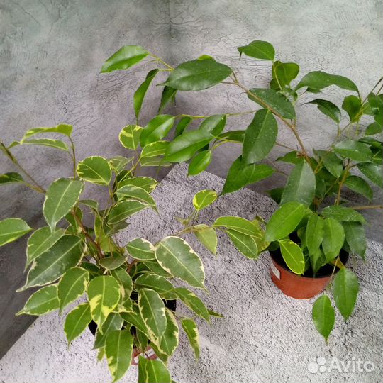 Комнатные цветы фикус. Фикус