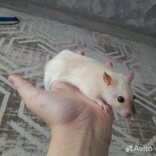 Крыса дамбо
