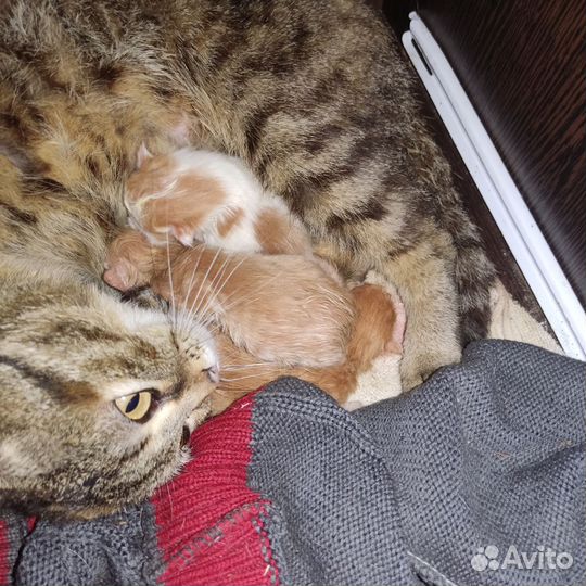 Котята, от вислоухой кошки