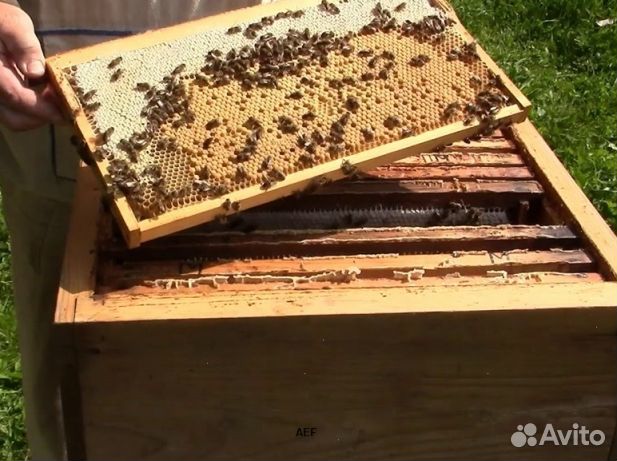 Мед 2024 года из Алтая оптом