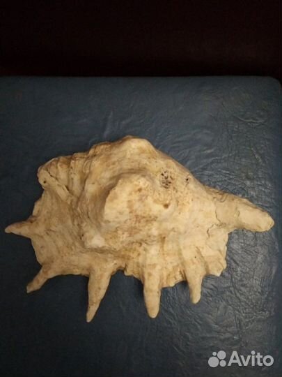 Ракушка морская