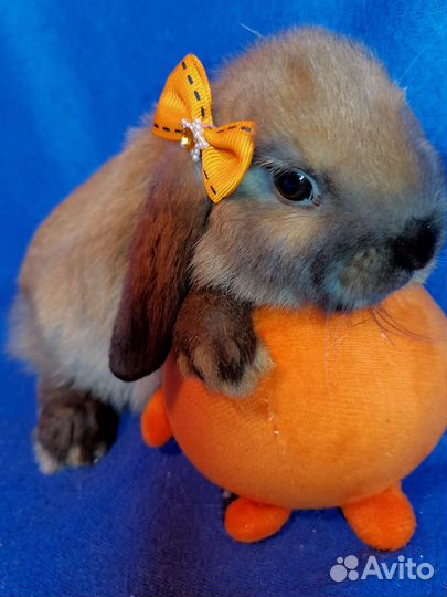 Карликовый вислоухий кролик (баран)