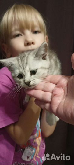 Британские котята