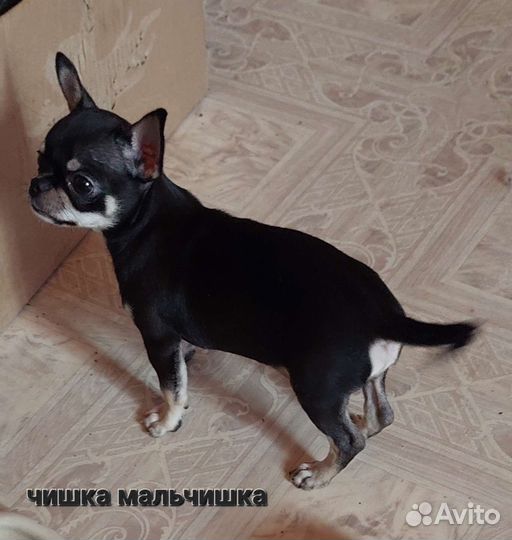 Щенки чихуахуа мини