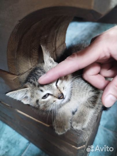 Котята крысоловы