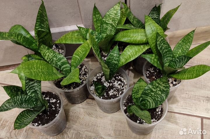 Сансевиерия, гастерия