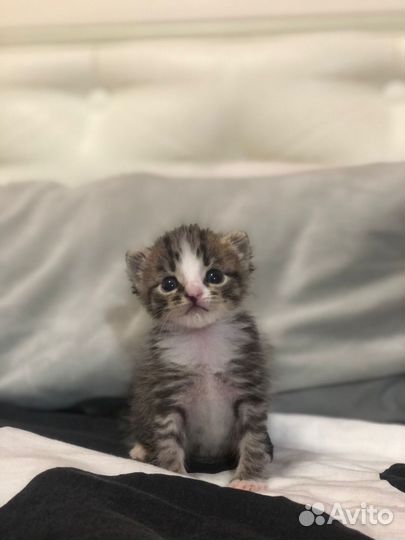 Кот в добрые руки