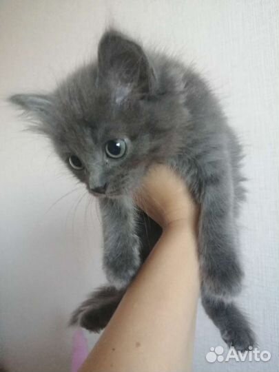 Котёнок шотландский