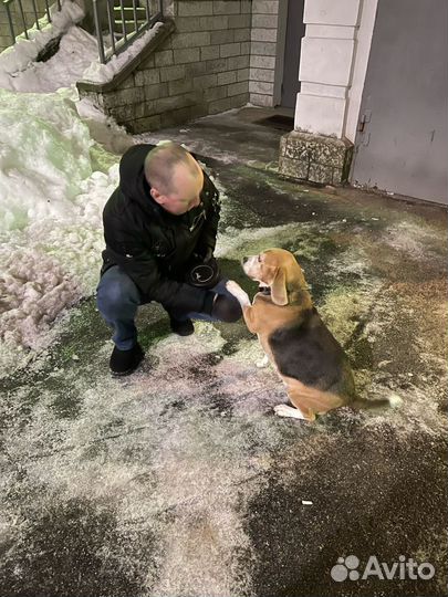 Зооняня, передержка животных, зоотакси
