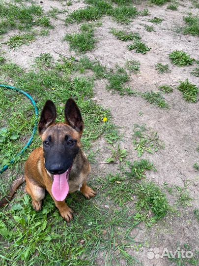 Щенки бельгийской овчарки малинуа (рабочие крови)